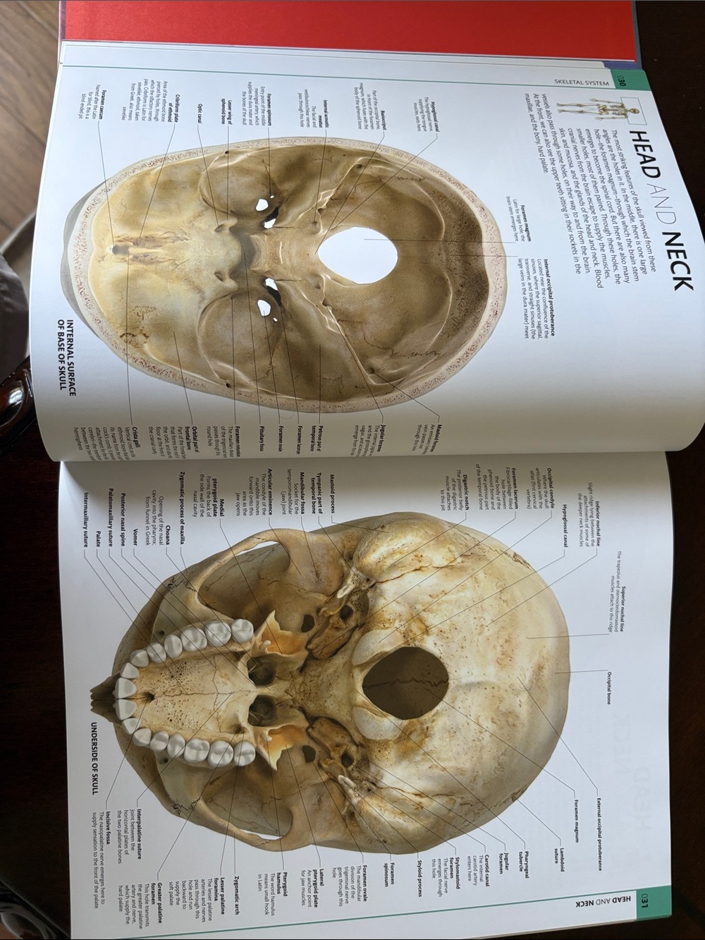 Human Anatomy - Picture 4 of 4